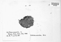 Dothidea astroidea image
